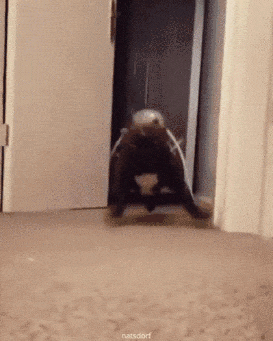 frenchie bulldog funny