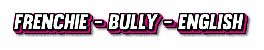 frenchie bully english frenchie bully english buy
